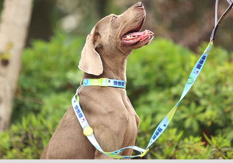 collar and leash set (2).jpg